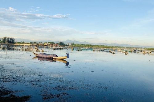 Công bố thành lập khu bảo tồn thiên nhiên đất ngập nước Tam Giang – Cầu Hai