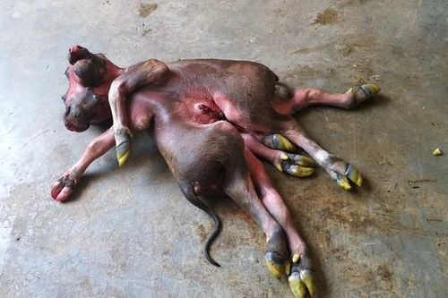 Người hiếu kỳ đổ xô đi xem nghé con 8 chân, 2 đầu ở Nghệ An