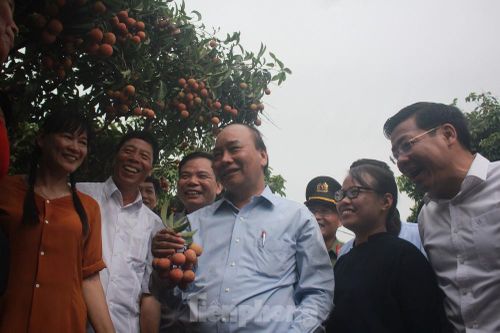 Thủ tướng dạo bước ở vựa vải thiều lớn nhất nước