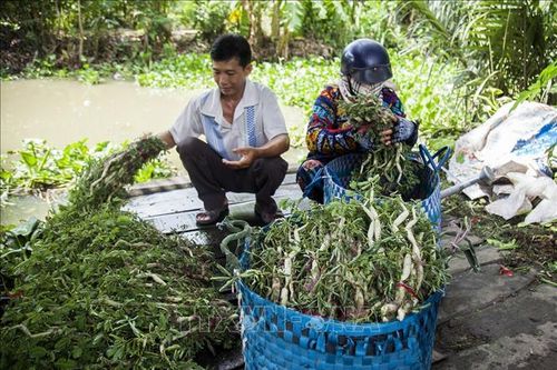 Hiệu quả kinh tế từ mô hình trồng rau nhút