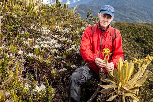 Phát hiện tại Colombia loài cây mới thuộc họ Cúc có khả năng giữ nước