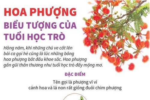 Hoa phượng - biểu tượng của tuổi học trò