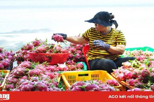 Trung Quốc đang thiếu hụt, Việt Nam tăng tốc xuất khẩu rau quả