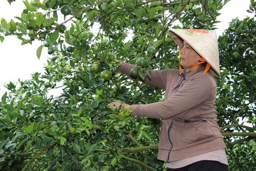 Nhà vườn tập trung bảo vệ vườn cây có múi khi thời tiết chuyển mùa