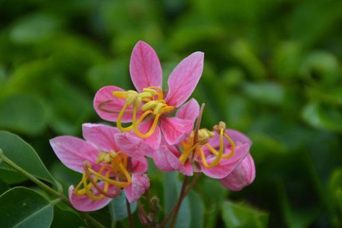 Cánh phượng hồng ngẩn ngơ…