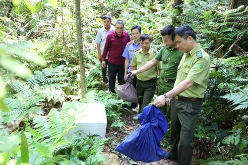 Kiểm lâm Chiêm Hóa thả 2 cá thế rắn về tự nhiên