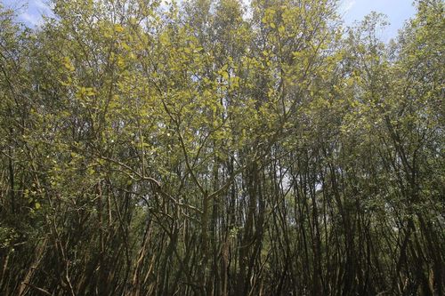 Nước biển dâng có thể 'quét sạch' rừng ngập mặn vào năm 2050