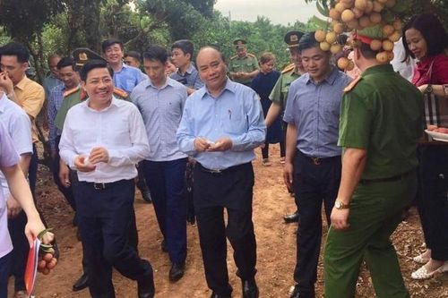 Thủ tướng sẽ cắt băng xuất hành đoàn xe vải thiều sang Trung Quốc và Nhật Bản