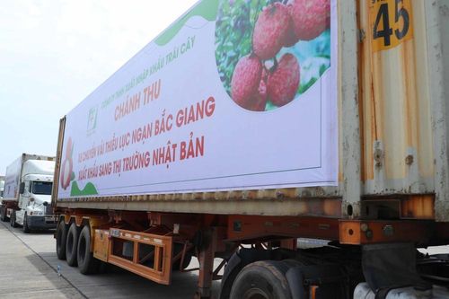 Thủ tướng yêu cầu tạo điều kiện doanh nghiệp thu mua vải , mở rộng thị trường