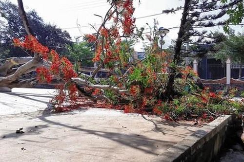 Chuyên gia nói gì về hành động chặt hạ cây phượng?