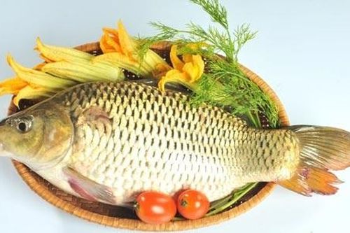 Thuốc từ các loài cá