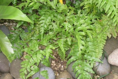 Cây cỏ luồng làm thuốc