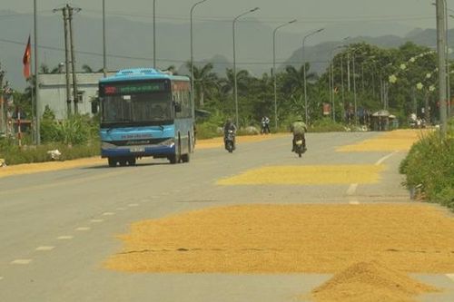 Ngang nhiên 'biến' đường giao thông thành sân phơi thóc