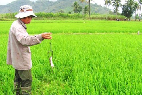 Hà Nội phấn đấu mỗi năm tiêu diệt 5 triệu con chuột