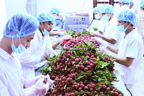 Từ quả vải xuất khẩu đến chuyện phục hồi kinh tế