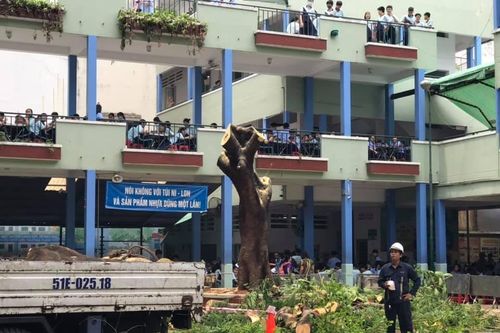Chặt cây và hai tiếng 'trách nhiệm' trong học đường