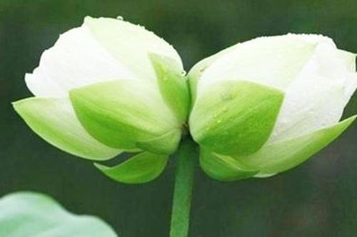 Luận về sự vô ngôn