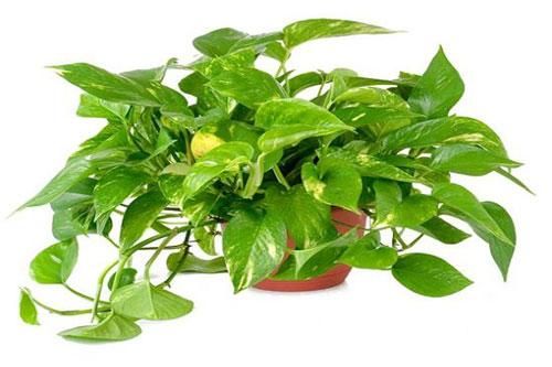 Cây trầu bà: Loại cây 'vô địch' trong số những cây nội thất hấp thụ khí độc