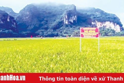 Ứng dụng phương pháp lai hữu tính chọn tạo giống lúa thuần năng suất, chất lượng cao