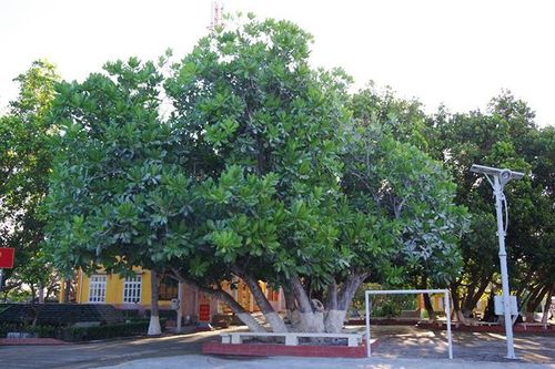 Công nhận 4 cây di sản ở Trường Sa