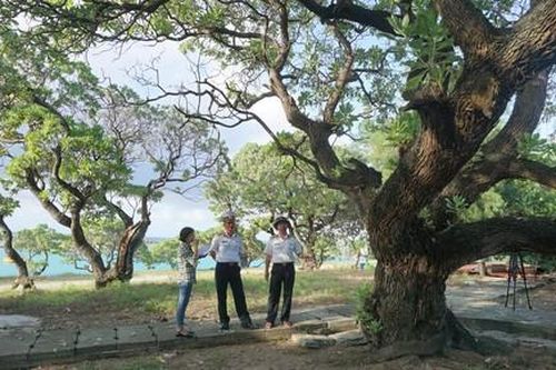 Những cây di sản Việt Nam ở Trường Sa