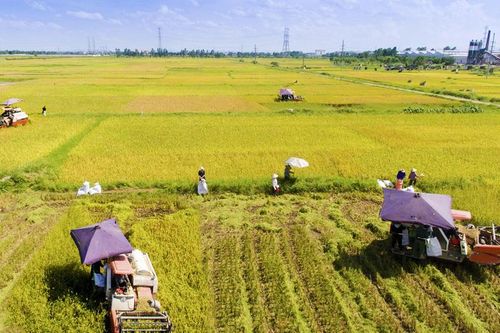 Niềm vui được mùa
