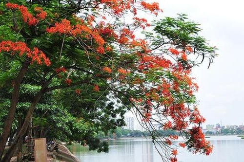 Sắc đỏ hoa phượng rực rỡ khắp trời Hà Nội