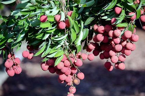 Mùa vải chín nhớ bà
