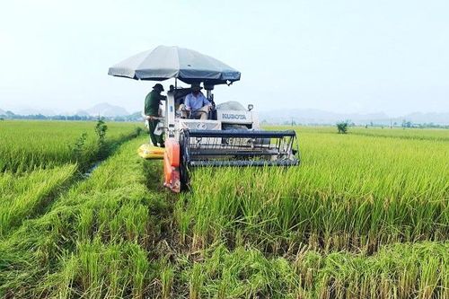 Phát triển bền vững vùng lúa hàng hóa