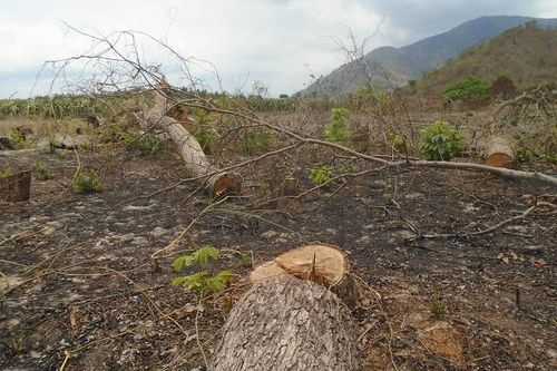 Xử lý nghiêm tình trạng hủy hoại cây rừng bằng hóa chất ở Bình Thuận