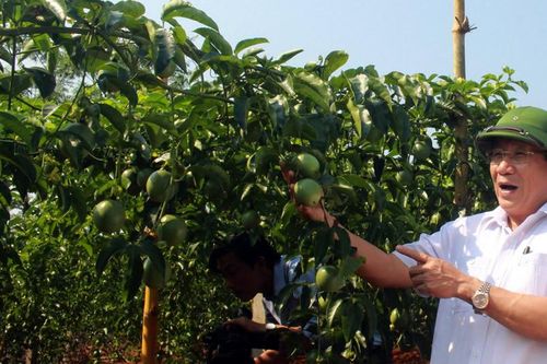 Giá chanh leo giảm, nông dân Quảng Trị vẫn lãi đậm