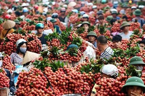 Vải thiều Bắc Giang khai trương sàn giao dịch điện tử