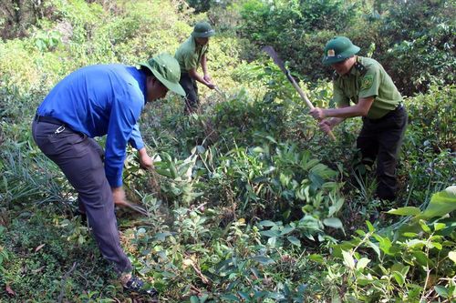Sôi động Chủ nhật xanh, tình nguyện hè