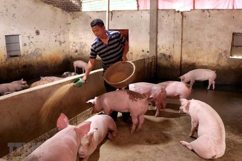 Giá thức ăn làm tăng giá thịt