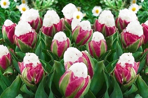 Độc đáo hoa tulip giống như những chiếc kem mát lạnh