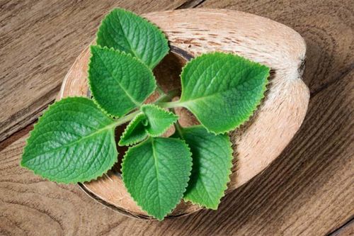 Cây húng chanh và công dụng điều trị các bệnh về đường hô hấp