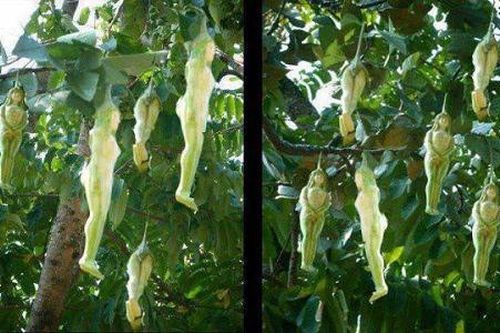 Sự thật về loại cây kỳ lạ có quả hình cô gái khỏa thân