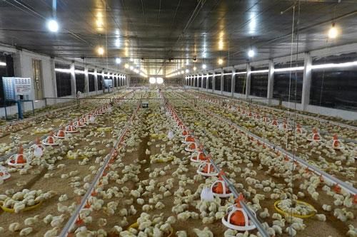 Chuyện lạ, nuôi gà trong phòng lạnh ở Khánh Hòa