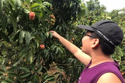 Bắc Giang: Đón hơn 300 thương nhân Trung Quốc sang mua vải Lục Ngạn
