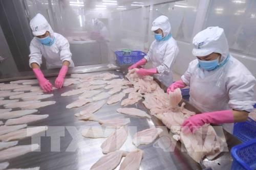 Xuất khẩu cá tra giảm tới 39%
