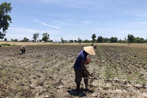 Ia Pa: Liên kết trồng bắp gắn với tiêu thụ