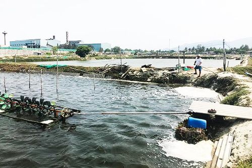 Người nuôi trồng thủy sản 'treo ao'