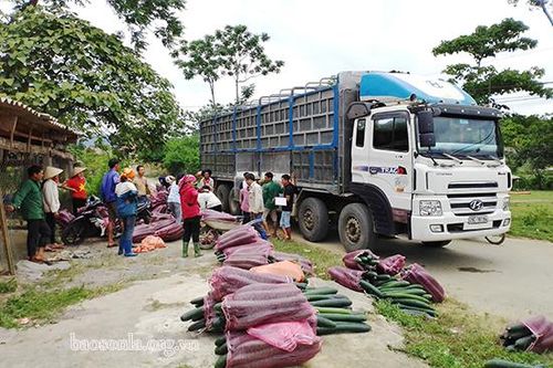 HTX Nông nghiệp hữu cơ Vân Hồ: Thu mua trên 300 tấn bí xanh cho nông dân