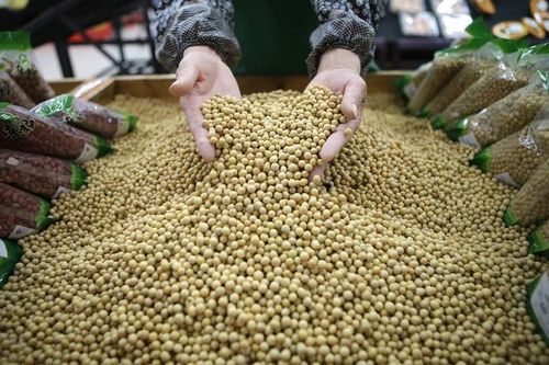 Đậu tương tiếp tục giữ giá cao, Trung Quốc đẩy mạnh thu mua nông sản từ Hoa Kỳ