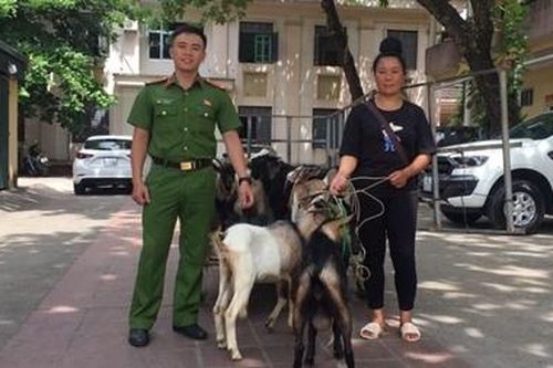 Lừa mua 6 con dê bán lấy tiền trả lãi vay