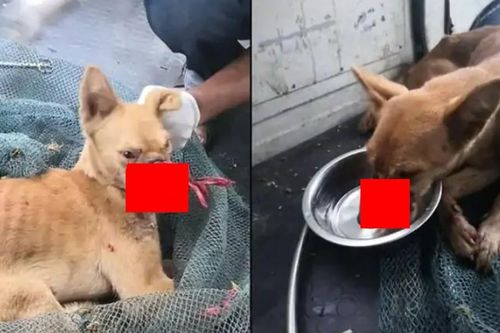 Chú chó bị dán băng dính quanh miệng suốt 2 tuần đã may mắn được cứu sống