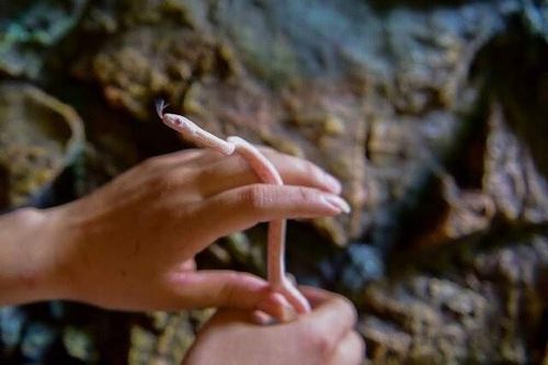 Đang điều tra vụ rắn cảnh xuất hiện trên máy bay tại Tân Sơn Nhất