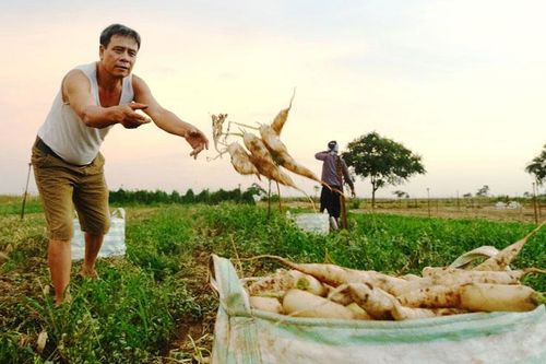 Nông dân Mê Linh thất thu vì sâu bệnh