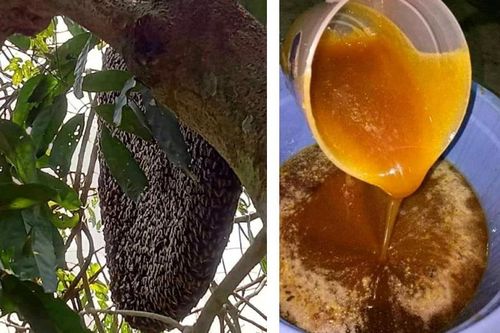 Mùa săn 'lộc trời'