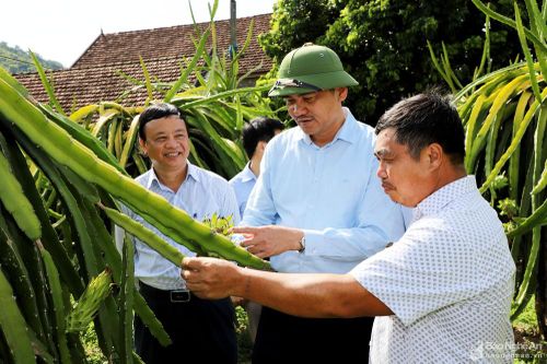 Chủ động chống hạn, phát huy hiệu quả mô hình kinh tế ở Tương Dương